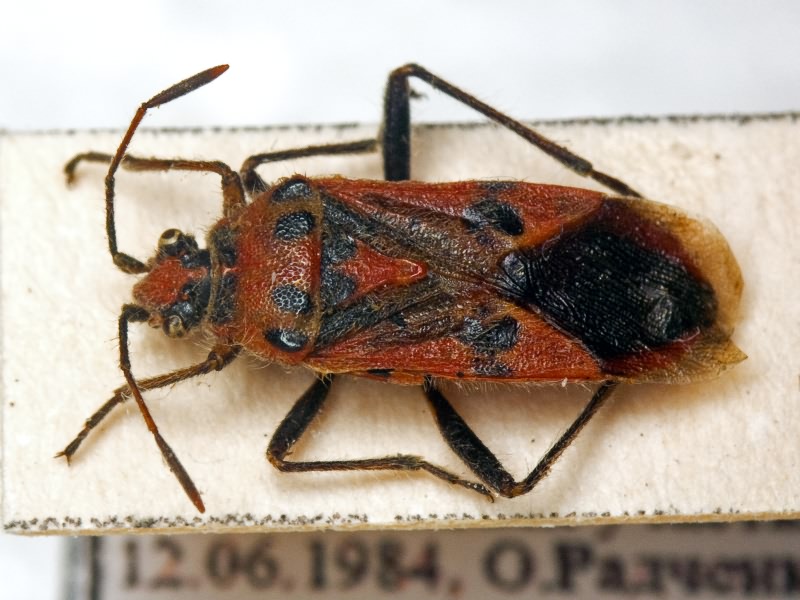 Corizus fenestrella